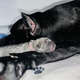 Cane Corso Puppies from Valyrian Cane Corsos