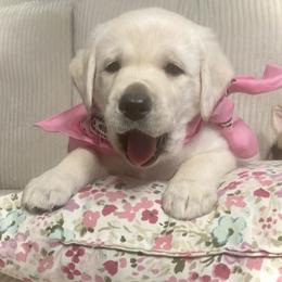 We call her Kona - Yellow female Labrador Retriever puppy in San Jacinto, California from Country Grace