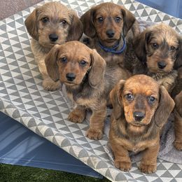 Dachshund Puppies from Passport Dachshunds