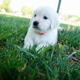 Orange - Light golden male Golden Retriever puppy in Harrisburg, North Carolina from Bunn Ranch Goldens & Bernese