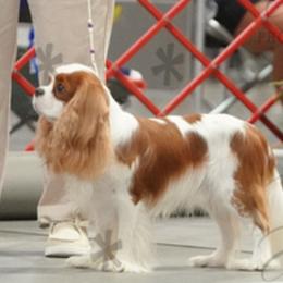 Julian - Cavalier King Charles Spaniel