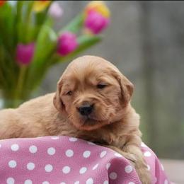 Zinnia - Golden female Golden Retriever puppy in Saint Joe, Indiana from Golden Acres Farm