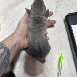 Green Collar - Blue male Mountain Cur puppy in Georgetown, Ohio from Walnut Ridge Mountain Curs