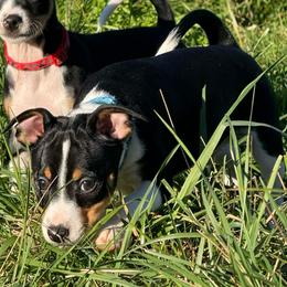 Flint - Black white and tan male Rat Terrier puppy in Molalla, Oregon from The Puppy Patch Rat Terriers