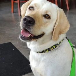 Bisou - Labrador Retriever