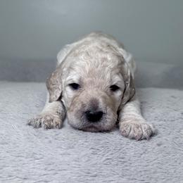 Blossom (Pink Collar) - Cream female Poodle puppy in Monroeville, Pennsylvania from K & A Standard Poodles