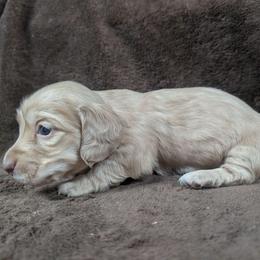 Winston - Cream male Dachshund puppy in Choctaw, Oklahoma from TS Performance Horses & Dachshunds
