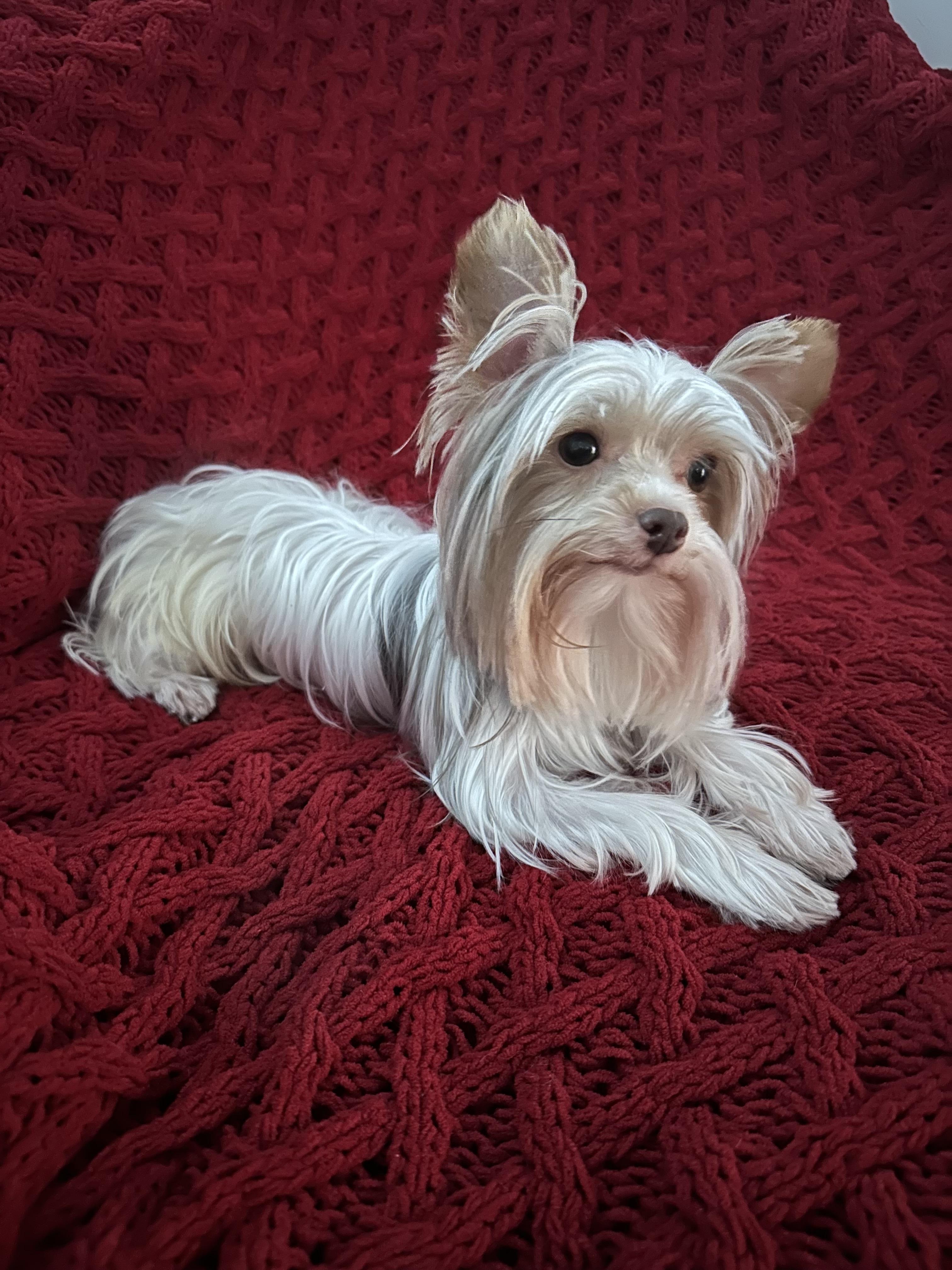Prince