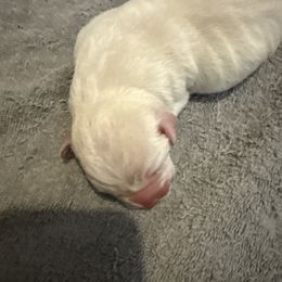 Boy 2 - Yellow male Labrador Retriever puppy in Isanti, Minnesota from Four Corners Family Labs