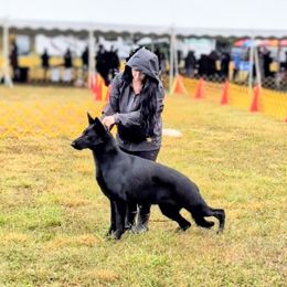 Lore - German Shepherd