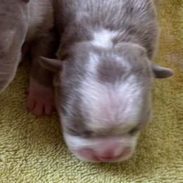 J. Lilac Female - Lilac female Boston Terrier puppy in Mc Donough, Georgia from Ballard Boston Terriers