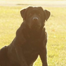 Bach - Labrador Retriever