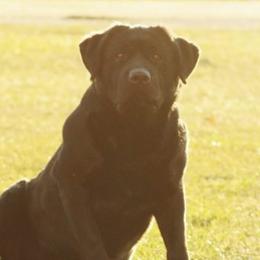 Bach - Labrador Retriever