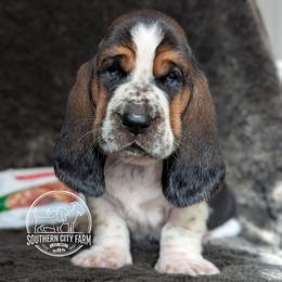 Praline - Black brown and white female Basset Hound puppy in Talbotton, Georgia from Southern City Bassets