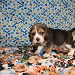 Red collar Female - Black tan and white female Beagle puppy in Fontana, California from JLB Beagles & MBT