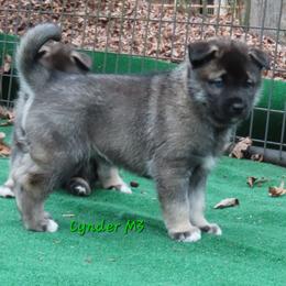 Cynder Male 3 - Agouti and white male Siberian Husky puppy in Hiawassee, Georgia from Chastains Huskies