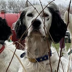 English Setters from Lindsey's English Setters