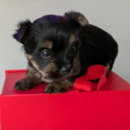 Vulcan- 1875 - Black and tan male Yorkshire Terrier puppy in Sonora, Kentucky from Maple Hill Miniature Dachshunds
