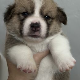Pembroke Welsh Corgi Puppies from Temperance Farm Corgis