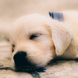Golden Retriever puppies from SelahGold