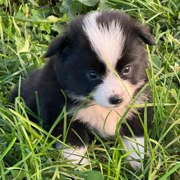 Buzz - Black & white male Miniature Australian Shepherd puppy in Stuart, Iowa from Arbor Hill Aussies