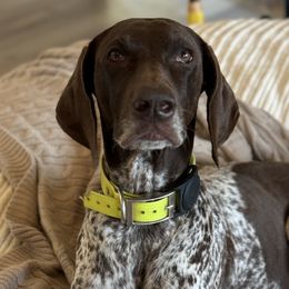 German Shorthaired Pointers from Diamond Tread Pointers