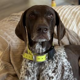 German Shorthaired Pointers from Diamond Tread Pointers