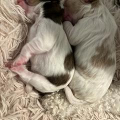 Cavachon, Cavalier King Charles Spaniel, and Cavapoo Puppies from LierChonPoo
