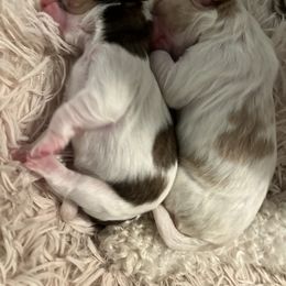 Cavachon, Cavalier King Charles Spaniel, and Cavapoo Puppies from LierChonPoo