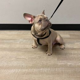 French Bulldog Puppies from Sophie Marie's Frenchies