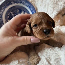 Lady Arabella Rose - Red female Cavapoo puppy in Fairmont, West Virginia from Ruby Heirloom Companions