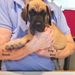 Great Dane Puppies from Drogheda Great Danes