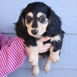 Dachshund Puppies from Prima Dachshunds