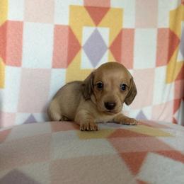 Beth - Cream female Dachshund puppy in Temple, Texas from Brit’s Doxie Crossing
