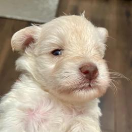 Marcus - Wheaten male Miniature Schnauzer puppy in Interlachen, Florida from Pam's Schnauzers
