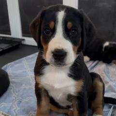 Ash- Grey - Black, white and red male Greater Swiss Mountain Dog puppy in Honey Brook, Pennsylvania from Sweet Stream Swissies