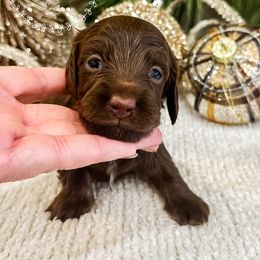 Gumdrop - Chocolate and tan female Dachshund puppy in Sioux Rapids, Iowa from VOB Doxie