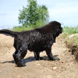 Newfoundland Puppies from Blackstrap Kennels