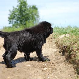 Newfoundland Puppies from Blackstrap Kennels