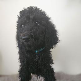Lyra(Blue Collar) - Black female Poodle puppy in Columbia, South Carolina from Jones Poodles