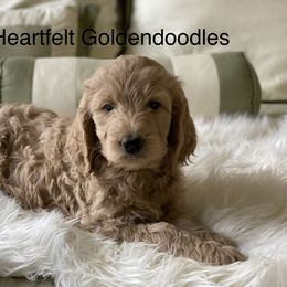 Bernedoodle and Goldendoodle Puppies from Heartfelt GoldenDoodles