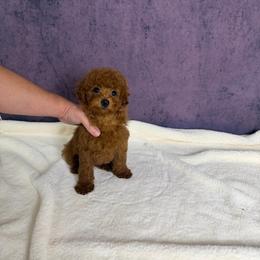 Yumi(AKC) - Red  female Poodle puppy in Moreno Valley, California from Yanni's Poodle