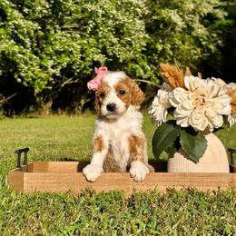 Pink girl - Red female Bernedoodle puppy in Silver Creek, Georgia from Sweet Georgia Doodles