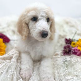 Poodle Puppies from Wild Suns Farm