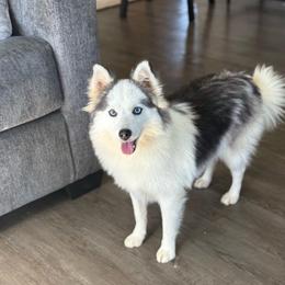 Precious - Black and white female Pomsky puppy in Lewiston, Minnesota from Family Pomsky