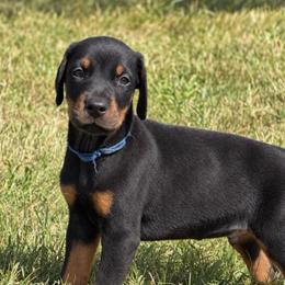 Blue boy - Black and rust male Doberman Pinscher puppy in Peru, Indiana from De luxe dobermans