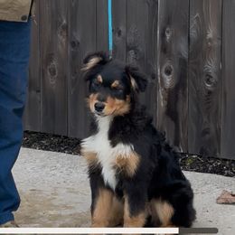 B Betty - Black tri-color female Australian Shepherd puppy in Springfield, Oregon from Lydon Australian Shepherds