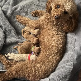Poodle Puppies from Breahna Snay