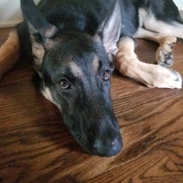 German Shepherd Puppies from Sandy’s Shepherds