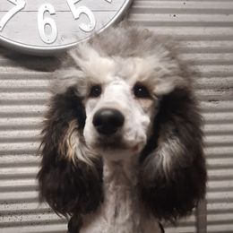 Clover - Poodle
